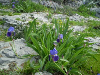 Makarska msto