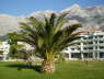 Makarska msto