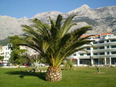 Makarska msto